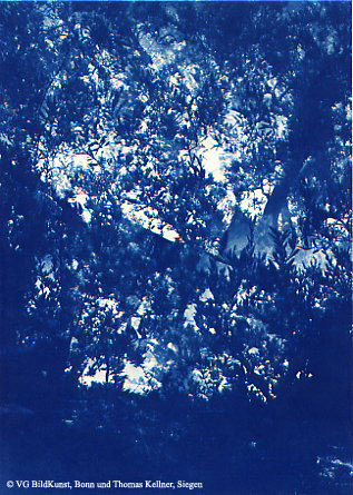 Thomas Kellner: Les oliviers de Eygalierès III, 1997, Cyanotype, 16,4x23,5 cm/6,4"x9,2", edition 10+3