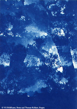 Thomas Kellner: Les oliviers de Eygalierès VIII, 1997, Cyanotype, 16,4x23,5 cm/6,4"x9,2", edition 10+3