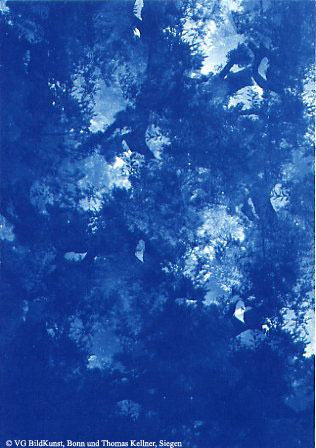 Thomas Kellner: Les oliviers de Eygalierès XI, 1997, Cyanotype, 16,4x23,5 cm/6,4"x9,2", edition 10+3