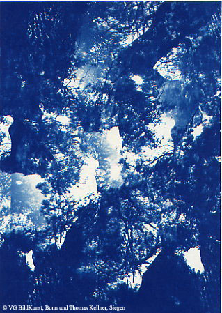 Thomas Kellner: Pinetrees 03, 1997, Cyanotypie, 16,4x23,5 cm/6,4"x9,2", 10+3