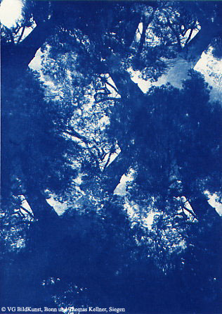 Thomas Kellner: Pinetrees 04, 1997, Cyanotypie, 16,4x23,5 cm/6,4"x9,2", 10+3