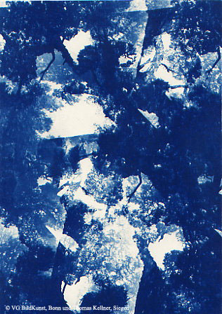 Thomas Kellner: Pinetrees 06, 1997, Cyanotypie, 16,4x23,5 cm/6,4"x9,2", 10+3