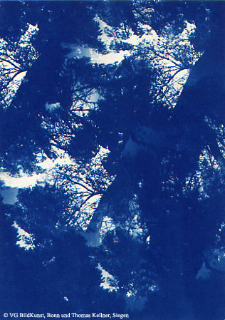 Thomas Kellner: Pinetrees 07, 1997, Cyanotype, 16,4x23,5 cm/6,4"x9,2", 10+3