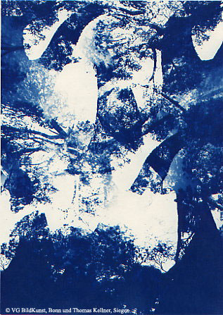 Thomas Kellner: Pinetrees 09, 1997, Cyanotype, 16,4x23,5 cm/6,4"x9,2", 10+3