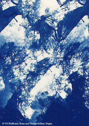Thomas Kellner: Pinetrees 11, 1997, Cyanotype, 16,4x23,5 cm/6,4"x9,2", 10+3