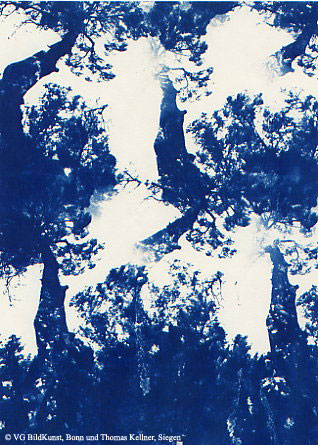 Thomas Kellner: Pinetrees 12, 1997, Cyanotypie, 16,4x23,5 cm/6,4"x9,2", 10+3