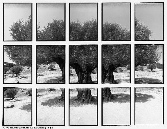 Thomas Kellner: 07#01 olive tree, 1998, BW-Print, 24,5x18,7 cm/9,5"x7,3", edition 10+3