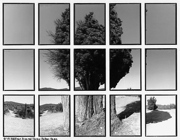 Thomas Kellner: 07#04 cypress, 1998, BW-Print, 24,5x18,7 cm/9,5"x7,3", edition 10+3