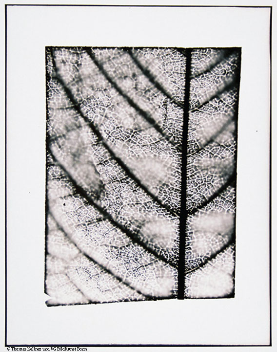 Thomas Kellner: Fotogrammatisches Herbarium 1995
